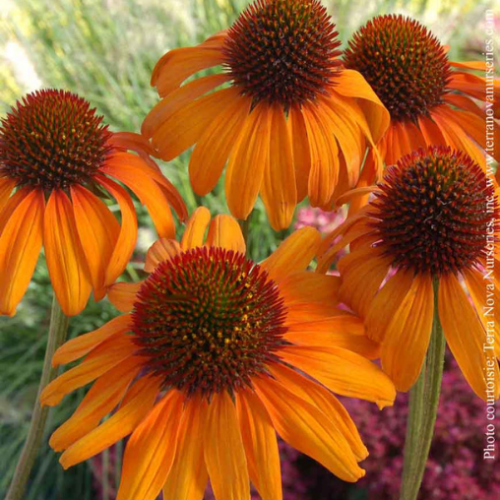 Echinacea 'Tiki Torch' 