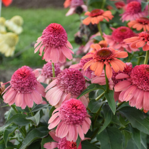 Echinacea Doubble dipped 'Rainbow Sherbet' -2g