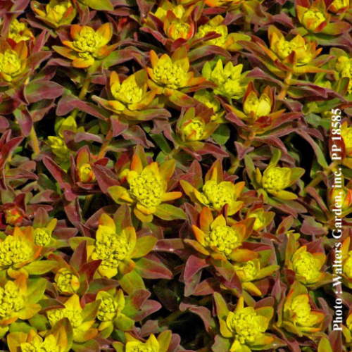 Euphorbia polychroma 'Bonfire'