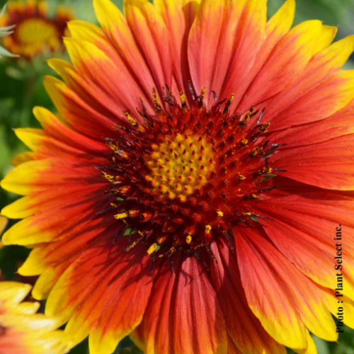 Gaillardia 'Arizona Sun' - 1g