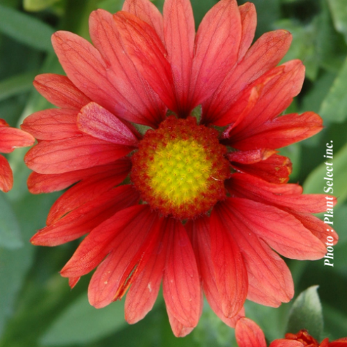 Gaillardia 'Arizona red Shades' - 1g