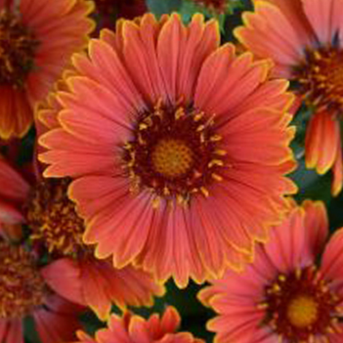 Gaillardia 'Spintop Yellow Touch' - 1g
