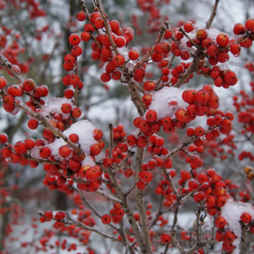 Ilex verticillata 'Berry Poppins' - 2g