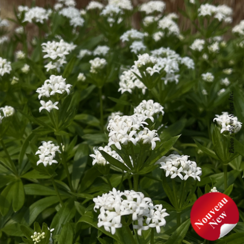 Galium Odoratum - 1g - (Asperula)