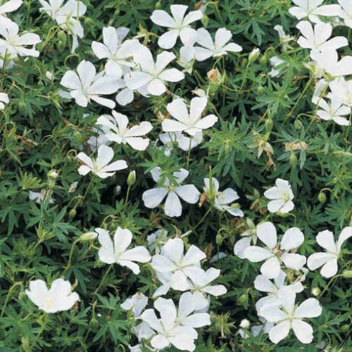 Geranium sanguineum 'Album' - 1g