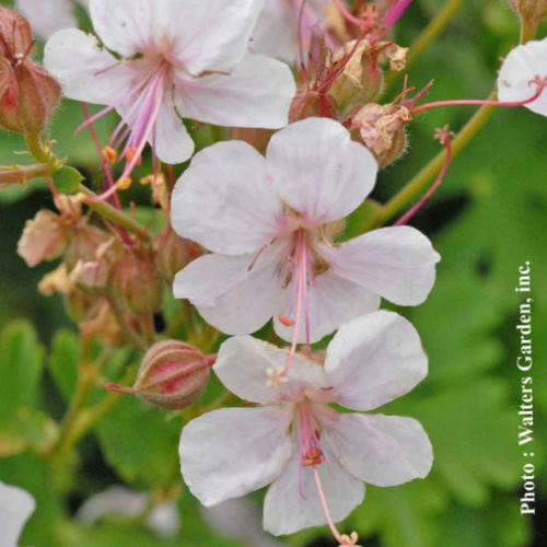 Geranium 'Biokovo' - 1g