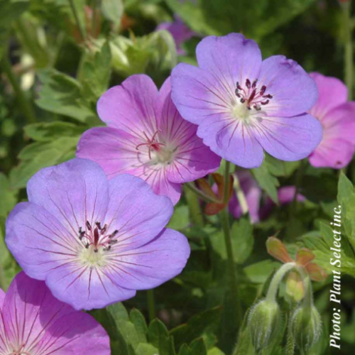 Geranium 'Rozanne'