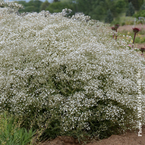 Gypsophila 'Summer Sparkles' - 1g