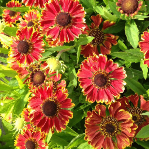 Helenium 'Mariachi Fuego' - 2g
