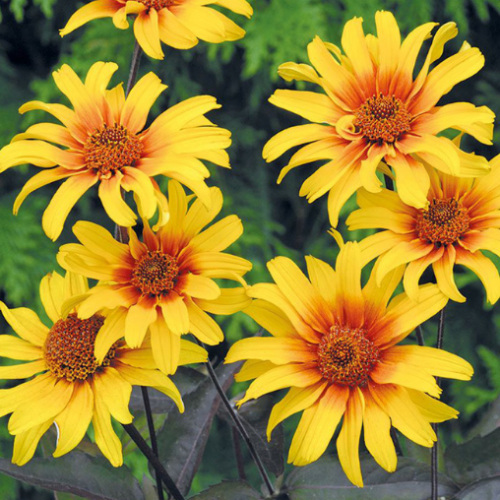 Heliopsis 'Burning Hearts' - 2g