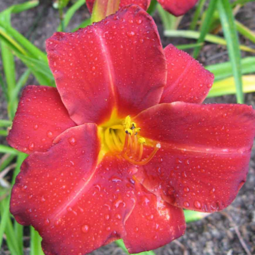 Hemerocallis 'Anzac' - 2g