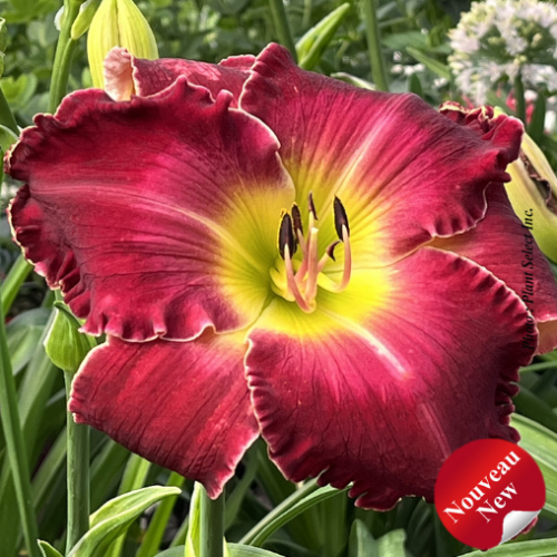 Hemerocallis Rainbow Rhythm 'Blood Sweat Tears' - 1g