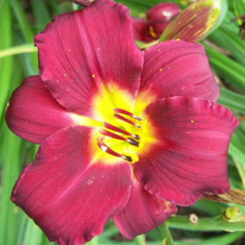 Hemerocallis 'Pardon me'