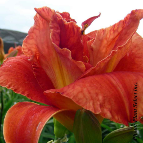 Hemerocallis  'Moses Fire' - 1g