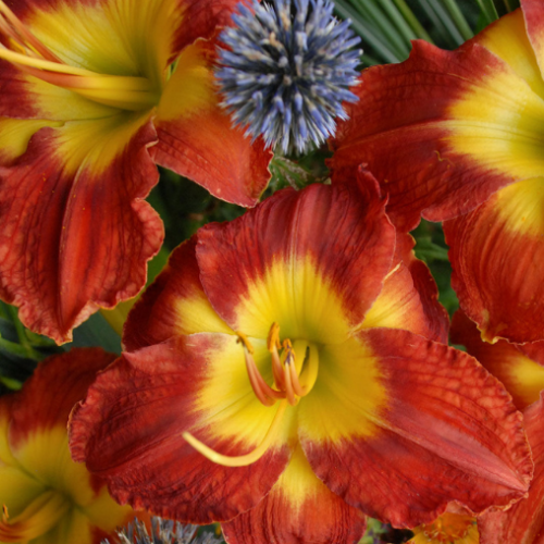 Hemerocallis 'Passion for Red' - 1g