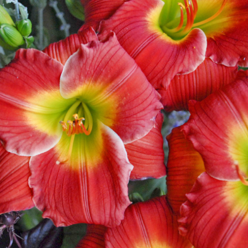 Hemerocallis 'Red Hot Return' - 1g
