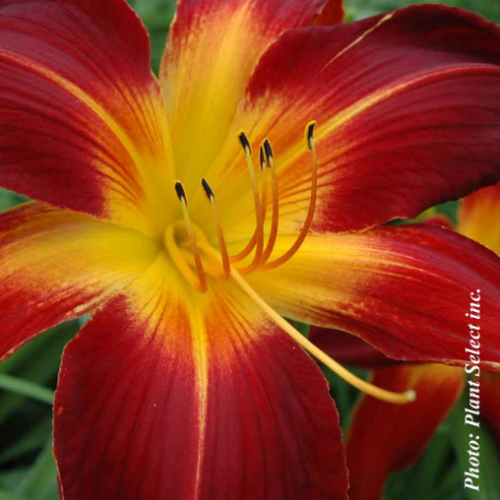 Hemerocallis 'Ruby Spider'