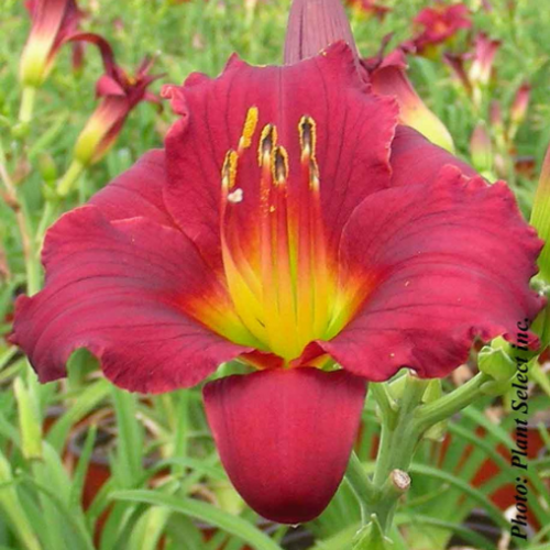 Hemerocallis 'Stella in Red' - 1g