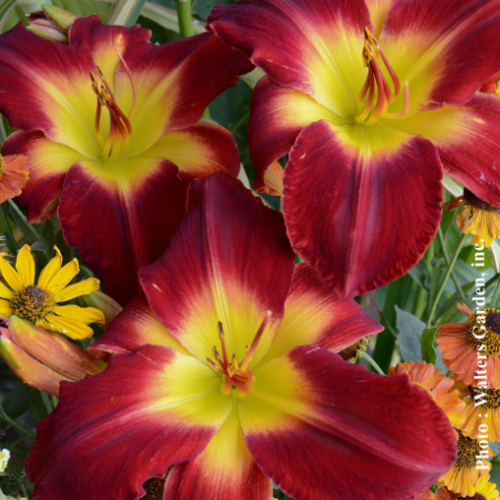 Hemerocallis 'Wilfrid Dion' - 1g