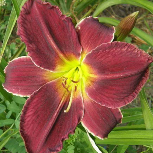 Hemerocallis 'Best Beau' - 2g
