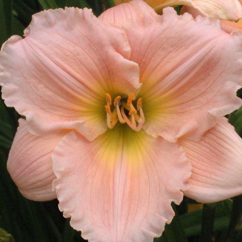 Hemerocallis 'Barbara Mitchell' - 2g