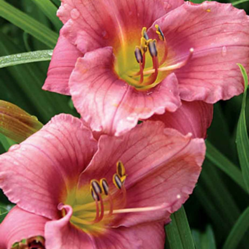 Hemerocallis 'Rosy Returns' - 1g