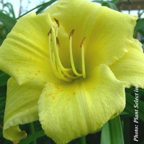 Hemerocallis 'Stella Supreme'