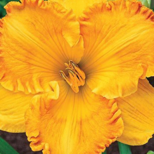 Hemerocallis 'Jean Paquin' - 1g