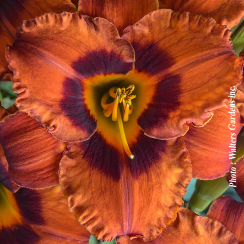 Hemerocallis 'Mighty Chestnut' - 1g