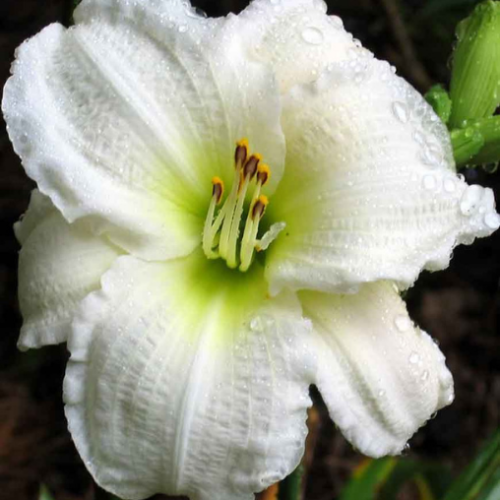 Hemerocallis 'Gentle Shepherd'