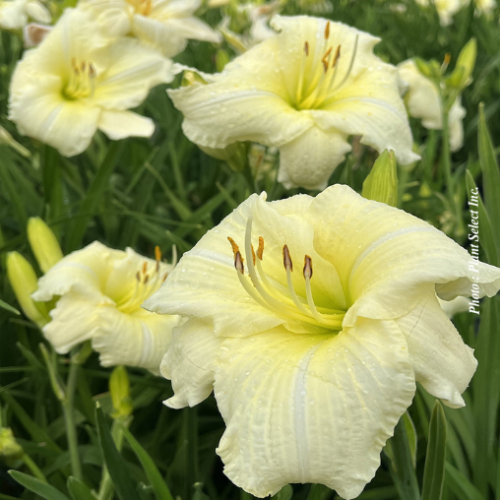 Hemerocallis 'Joan Senior'