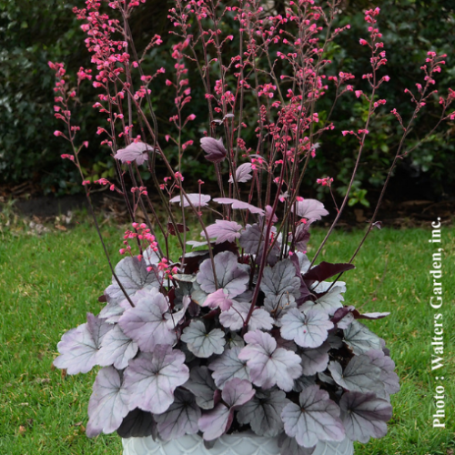 Heuchera Dolce 'Silver Gumdrop' - 1g
