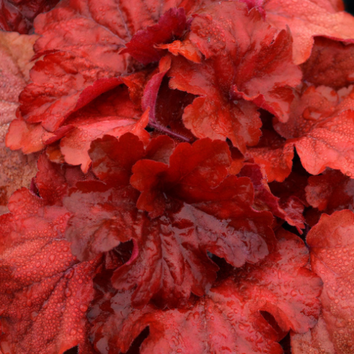 Heuchera 'Fire Alarm' - 1g