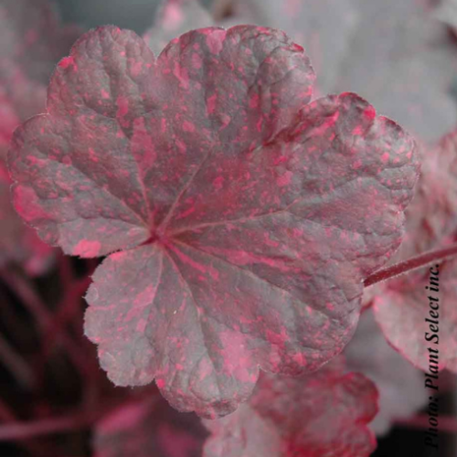 Heuchera 'Midnight Rose' - 1g