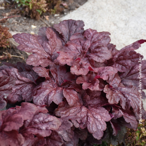 Heuchera 'Red Dragon' - 1g