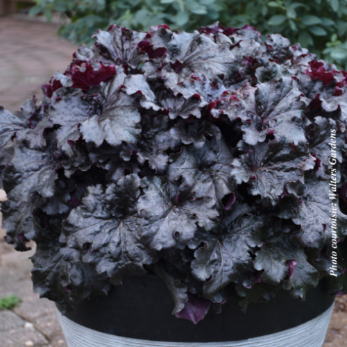 Heuchera Dressed Up 'Evening Gown' - 1g