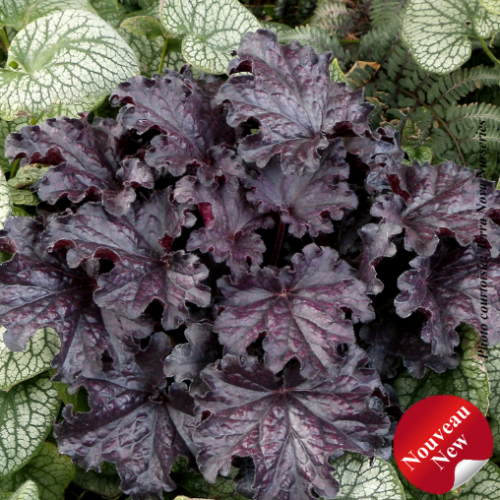 Heuchera Forever 'Midnight' - 1g