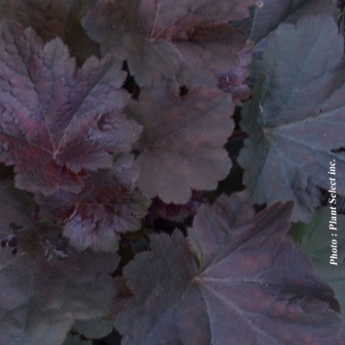 Heuchera 'Obsidian' - 1g