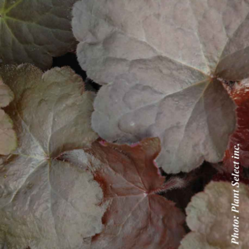 Heuchera 'Palace Purple' - 1g