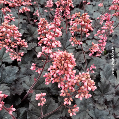 Heuchera 'Timeless Night' - 1g