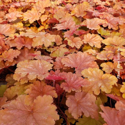Heuchera Primo 'Peachberry Ice' - 1g
