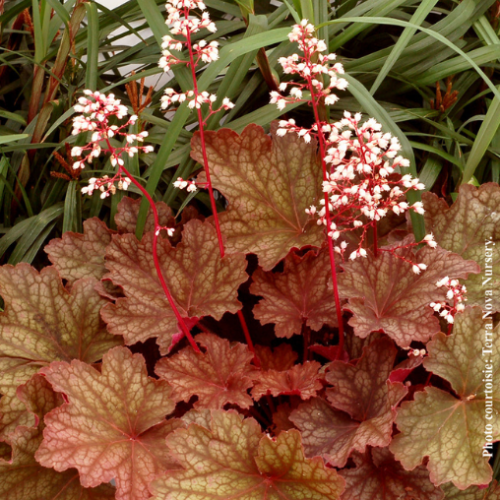 Heuchera City 'Rio' - 1g