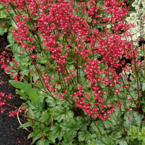 Heuchera 'Paris' - 1g