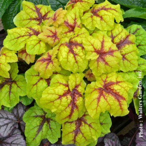Heucherella 'Catching Fire' - 1g