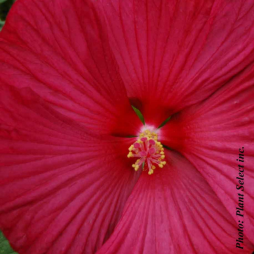 Hibiscus Luna 'Red' - 1g
