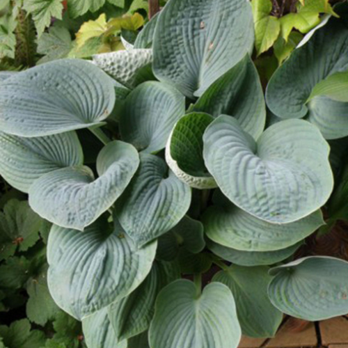 Hosta 'Big Daddy'