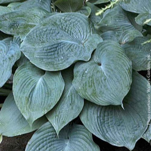 Hosta 'Blue Angel'