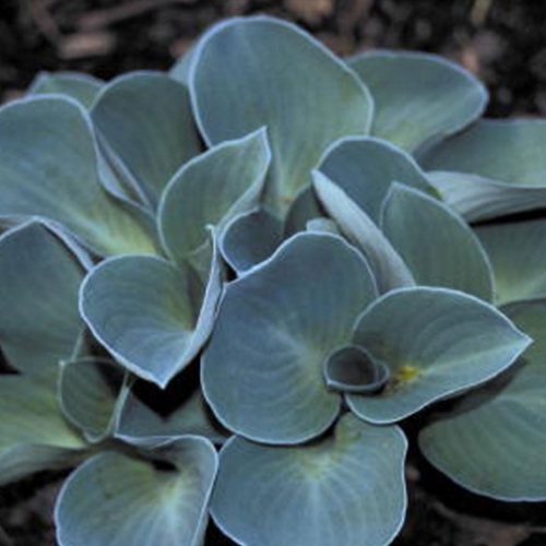 Hosta mini 'Blue Mouse Ears' - 1g