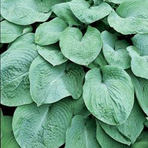 Hosta sielboldiana 'Elegans'