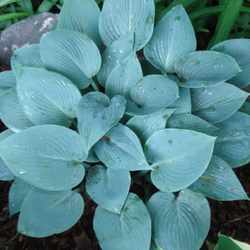 Hosta 'Halcyon'